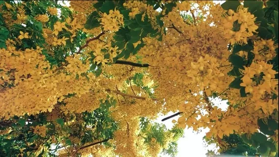 自然, 花朵, 春天, 夏天, 开花, 黄色
