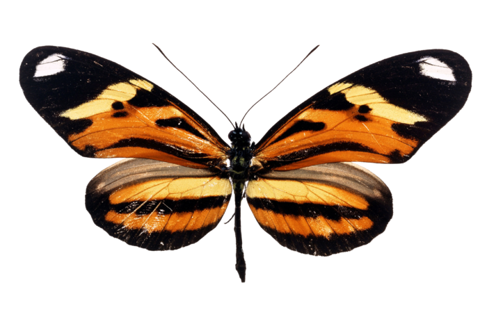 蝴蝶 彩蝶 花蝴蝶 动物 昆虫 免抠