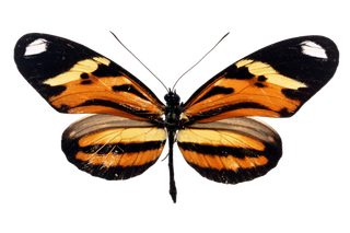 蝴蝶 彩蝶 花蝴蝶 动物 昆虫 免抠