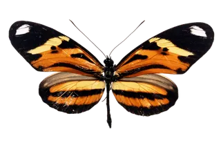 蝴蝶 彩蝶 花蝴蝶 动物 昆虫 免抠