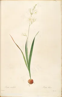雷杜德原版高清兰花唯美花草图谱 雷杜德原版高清兰花唯美花草图谱