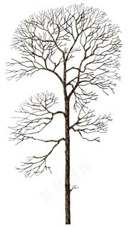 树木矢量素材图片