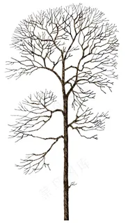 树木矢量素材图片