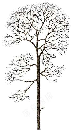 树木矢量素材图片