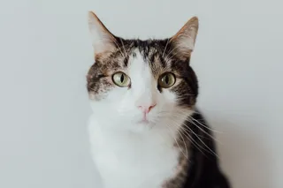 可爱猫咪猫猫摄影素材