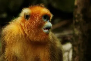 野生动物金丝猴摄影图