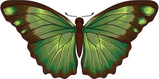 绿色蝴蝶 PNG免抠