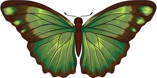 绿色蝴蝶 PNG免抠