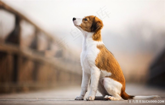 蹲坐的可爱狗狗图片