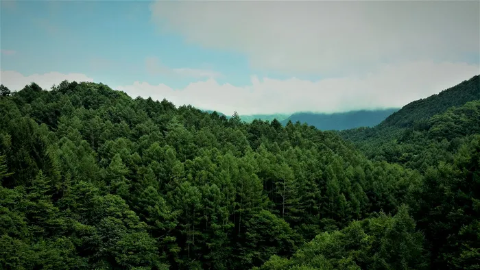 高清森林树林风景