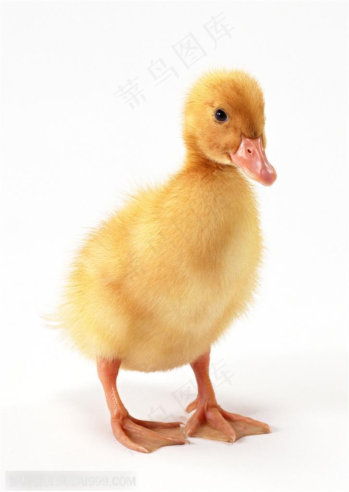 家禽家畜-可爱的黄毛鸭子