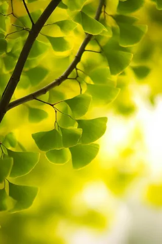 简约唯美银杏叶绿色清新节气海报背景