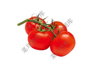 西红柿高清图