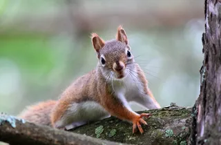 松鼠可爱动物园动物设计素材森林野生