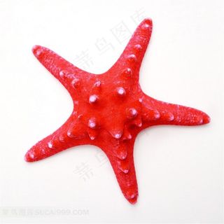 海生无脊椎动物红色海星摄影