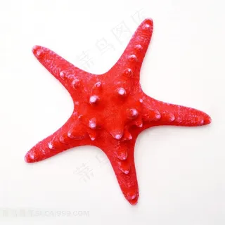 海生无脊椎动物红色海星摄影