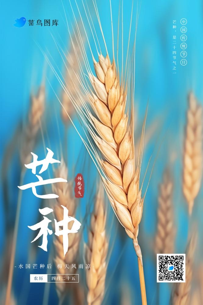 芒种节气清新简约蓝色小麦海报