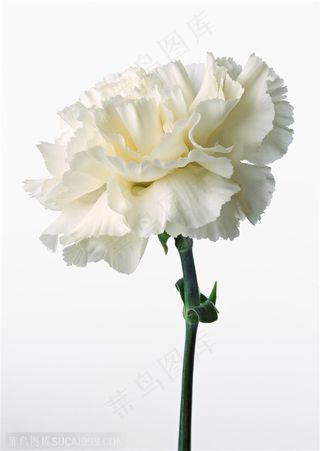 花卉物语-一朵白色的康乃馨