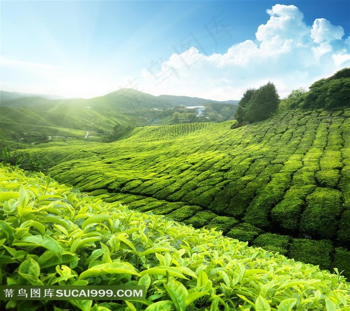 天空白云阳光与茶叶园摄影高清风景图片