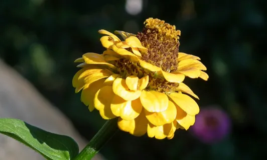 黄色百日草花朵图片 黄色百日草花朵图片