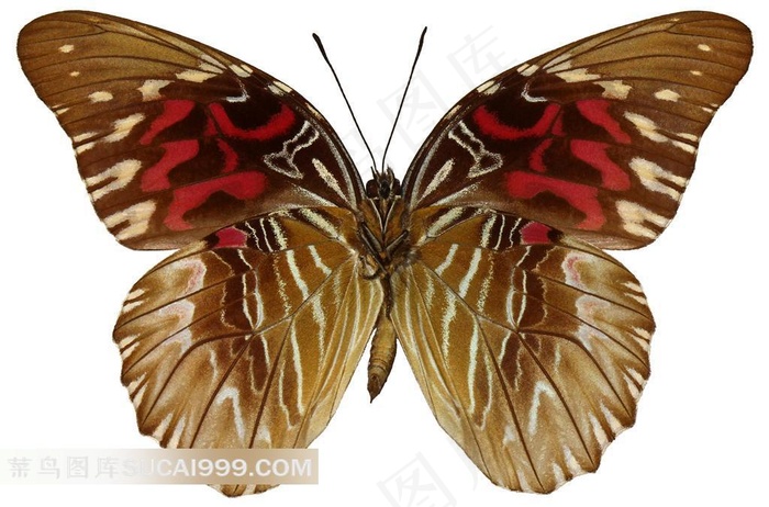 美丽蝴蝶白色背景