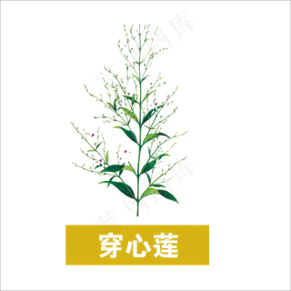 手绘草本中药药材穿心莲