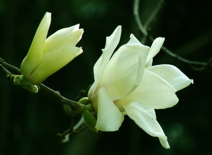 白玉兰花图片下载