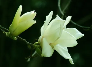 白玉兰花图片下载