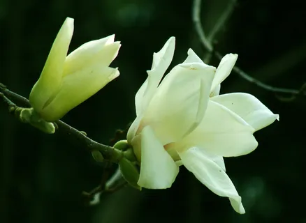 白玉兰花图片下载 白玉兰花图片下载