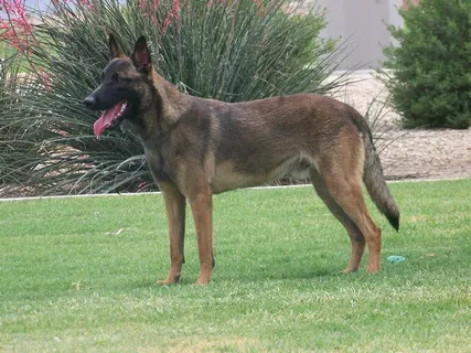 马犬图片 马犬图片