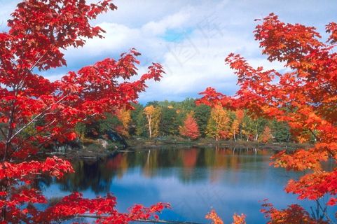 红叶相间中枫树林前的水池