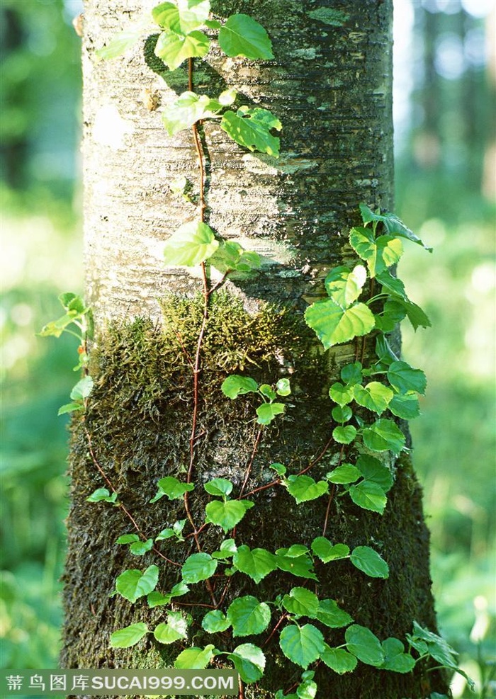 树林树木-树林里一颗被阳光照射着的树杆上爬着爬山虎