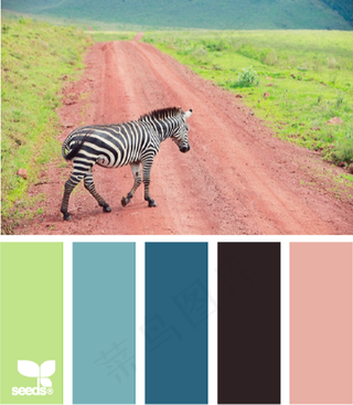 动物配色色卡色彩搭配