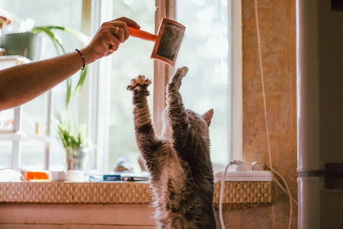 可爱猫咪猫猫摄影素材