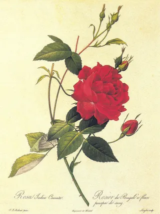 玫瑰花树枝复古插画