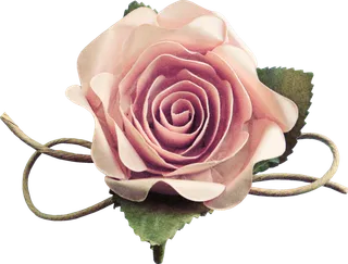 鲜花玫瑰免扣素材