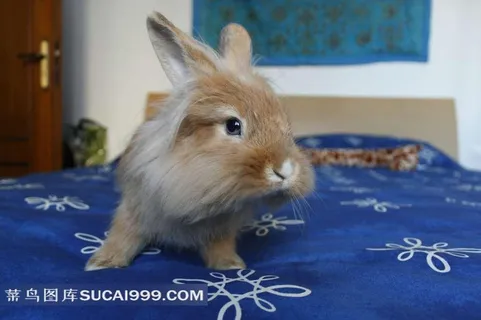 蓝色床单上的兔子