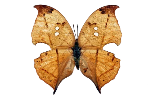 蝴蝶 彩蝶 花蝴蝶 动物 昆虫 免抠 (37)