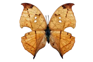 蝴蝶 彩蝶 花蝴蝶 动物 昆虫 免抠 (37)