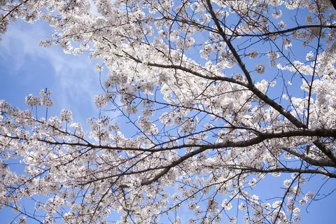 春日樱花树图片 春日樱花树图片