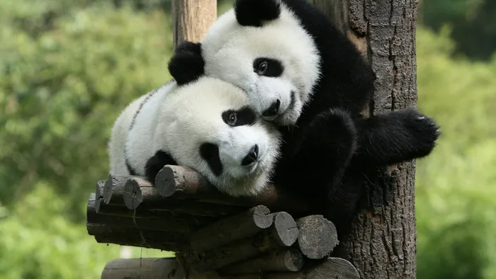 高清大熊猫图片