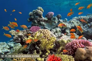 海底世界唯美意境图片