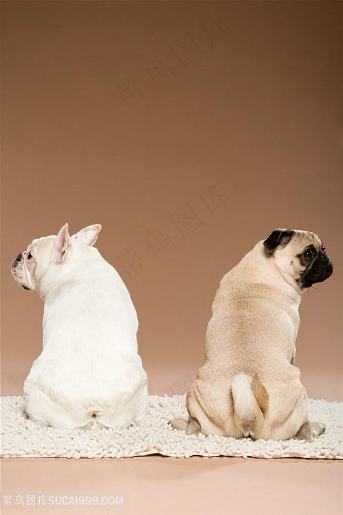 高清扭头的斗牛犬与巴哥犬狗狗图片