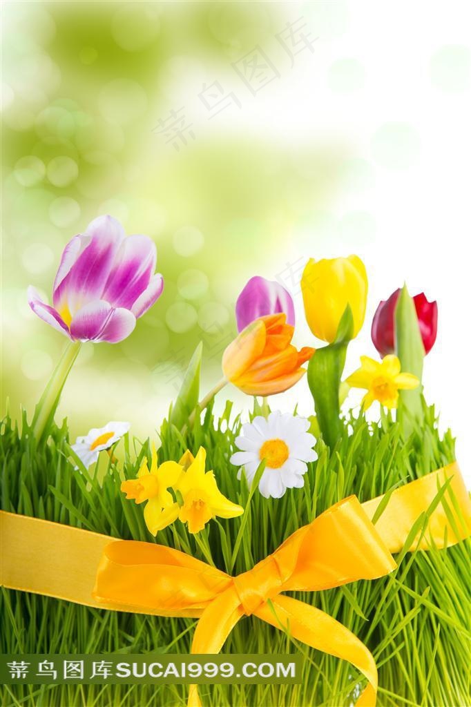 郁金香高清图片