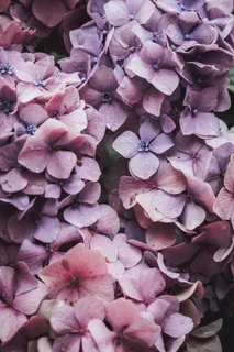 粉色绣球花特写图片 粉色绣球花特写图片