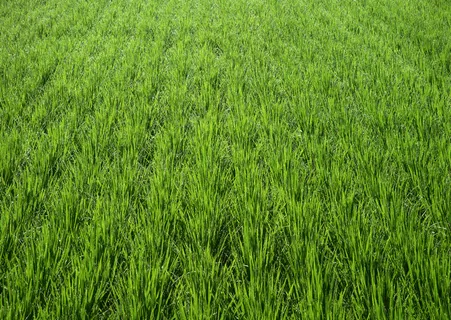 农作物图片下载 农作物图片下载