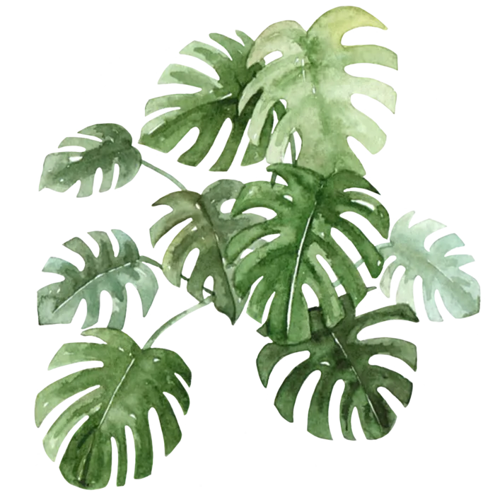树叶花草植物免扣植物水彩插画设计素材
