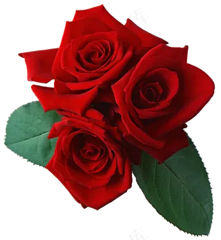 玫瑰 红色 红玫瑰 玫瑰花 花朵 鲜花特写 免抠