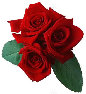 玫瑰 红色 红玫瑰 玫瑰花 花朵 鲜花特写 免抠 玫瑰 红色 红玫瑰 玫瑰花 花朵 鲜花特写 免抠