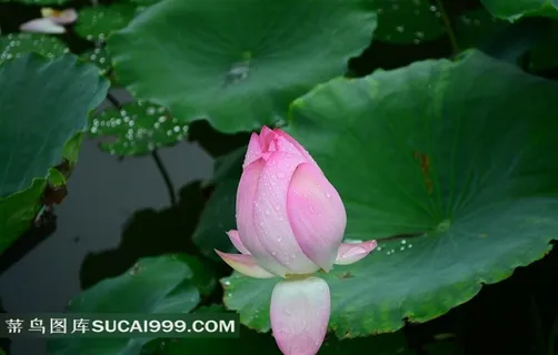 雨后荷花图片摄影 雨后荷花图片摄影